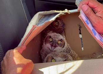 Venta ilegal de búhos