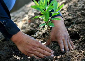 Plantan 90 Árboles en Calzada Miravalle: Reforestación Urbana En Monterrey Sigue Avanzando