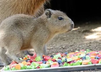 Capibara - HECHOS AM capibara-bioparque-estrella