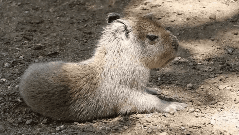 Nace-capibara-en-Bioparque-Estrella-Monterrey - HECHOS AM Nace capibara en Bioparque Estrella Monterrey
