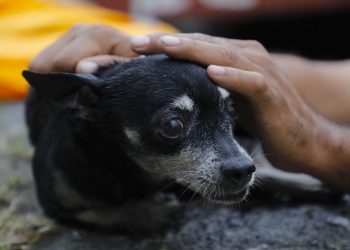 Rescatan A Perrito De Canal Pluvial En Escobedo