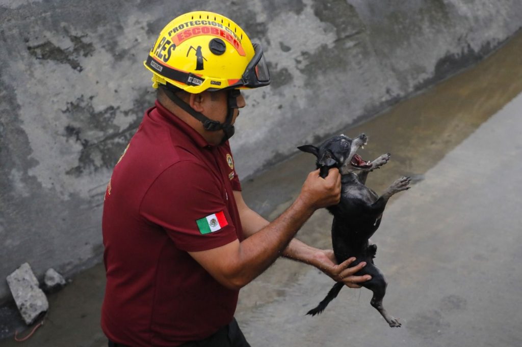 rescate_perro_9ebccdbcac - HECHOS AM rescatan-a-perro-de-canal-pluvial-en-escobedo