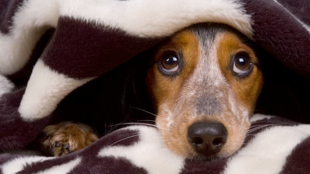 pirotecnia-ilegal-animales-domésticos-medio-ambiente-contaminación-del-aire