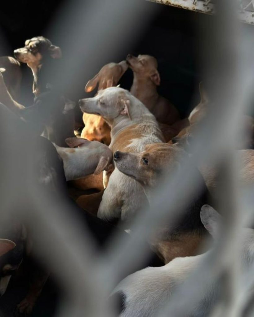 - HECHOS AM adopción-de-50-perros-bienestar-animal-tenencia-responsable-Adrián-de-la-Garza