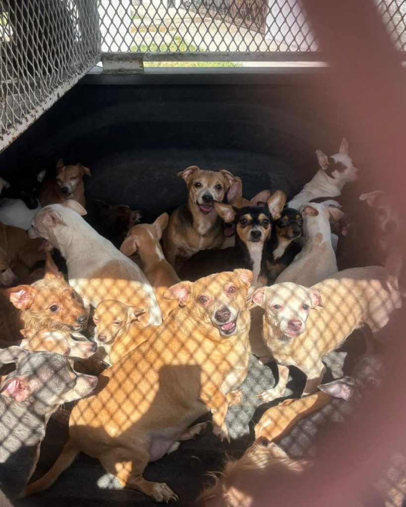 - HECHOS AM adopción-de-50-perros-bienestar-animal-tenencia-responsable-Adrián-de-la-Garza