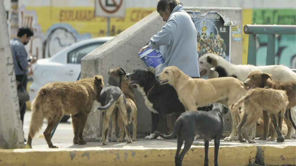 Derechos de los seres sintientes como los perros