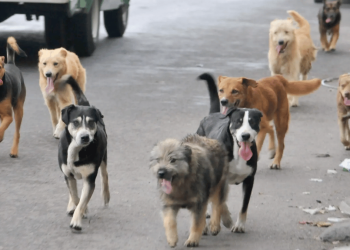 Maltrato animal en el Edomex